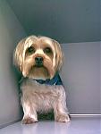 Dog grooming