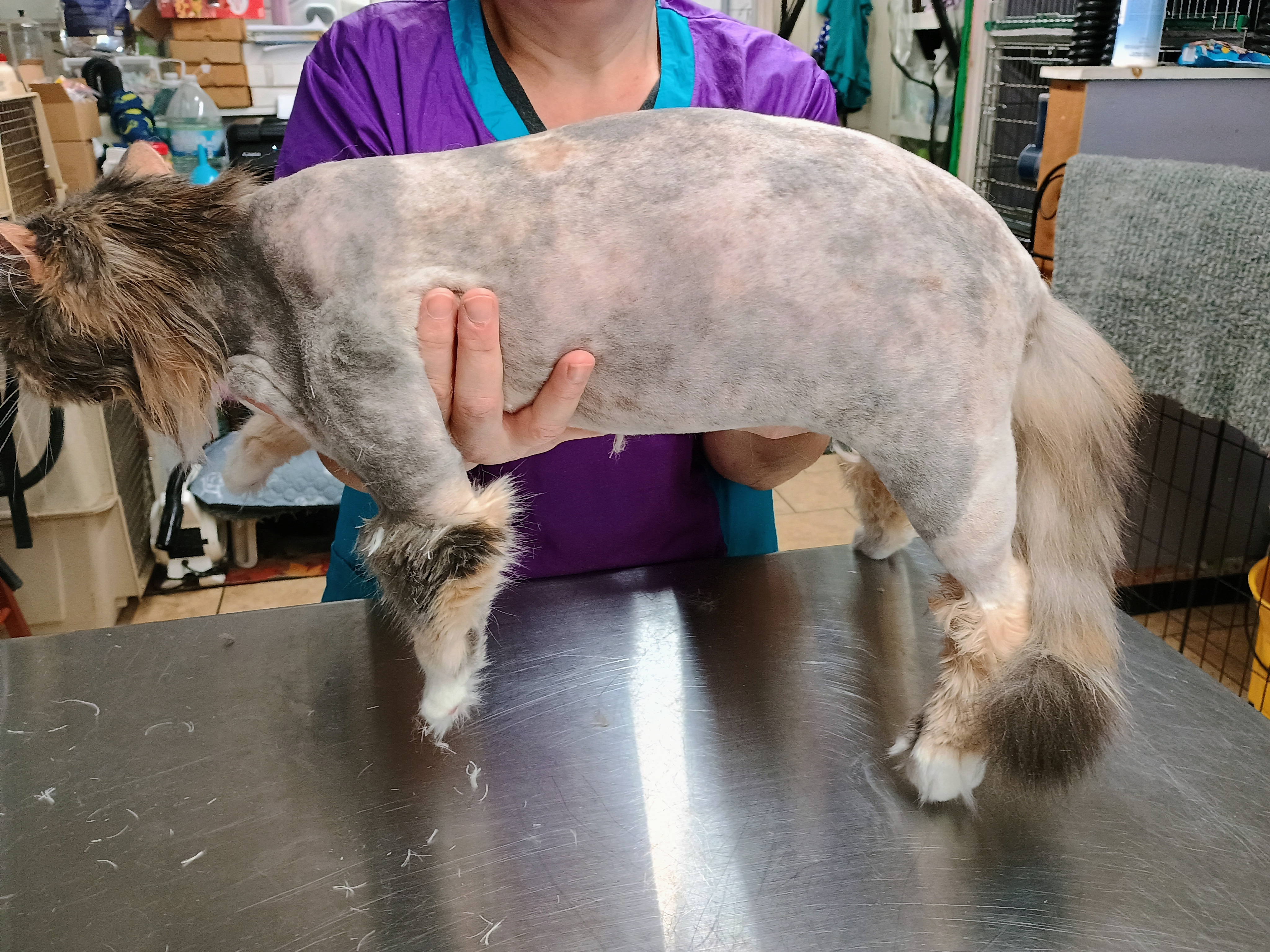 Cat after professional lion cut grooming at Chilltown Pet Spa