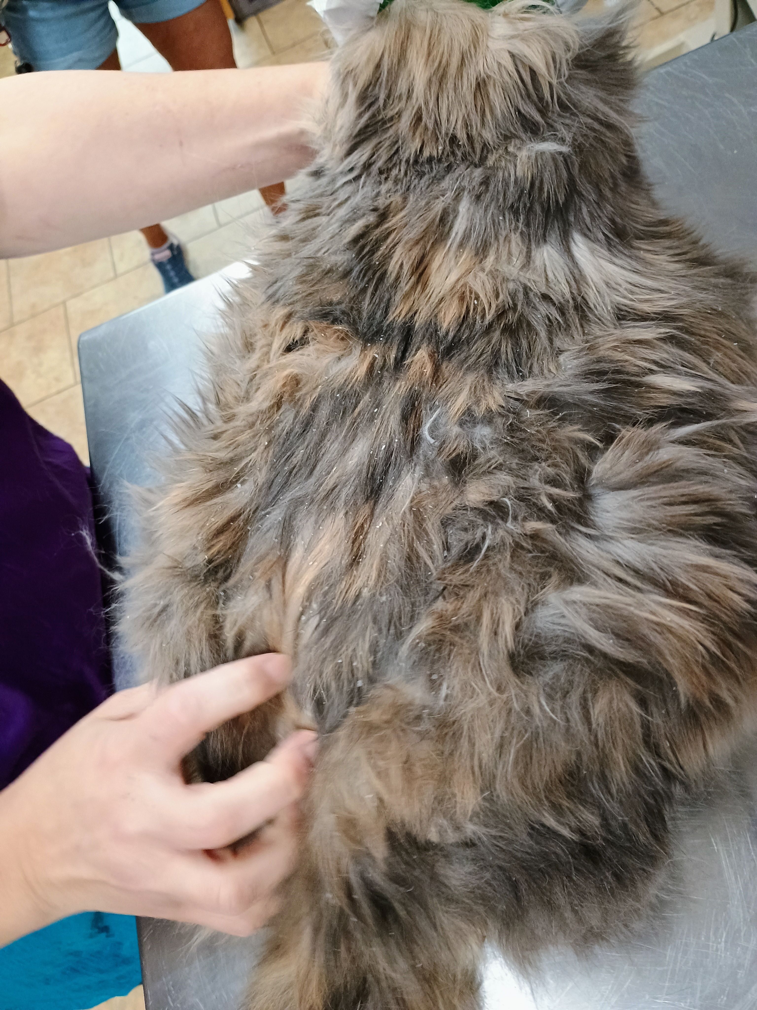 Severely matted cat before grooming at Chilltown Pet Spa