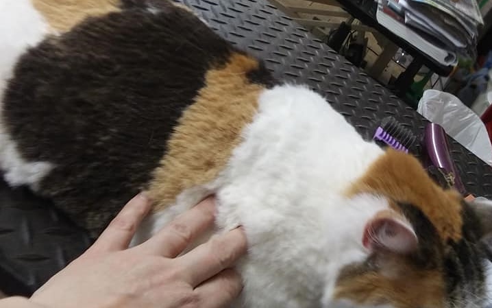 Chilltown shop pet spa